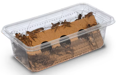 Banded Brown Crickets