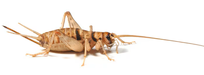 Banded Brown Crickets